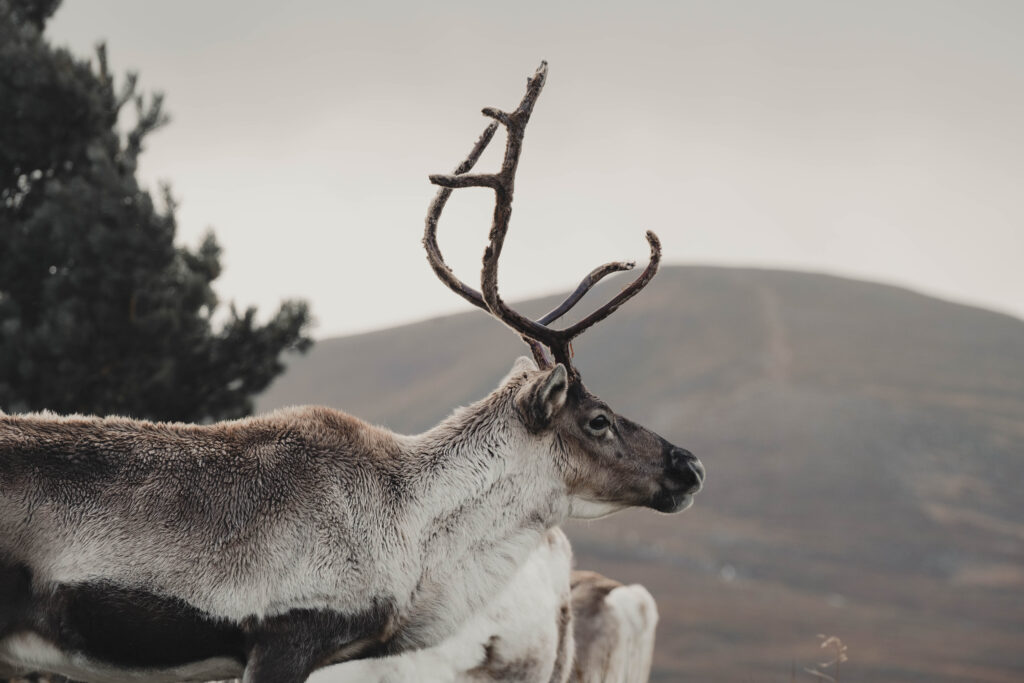 A picture of a reindeer looking out over the Cairngorm National Park